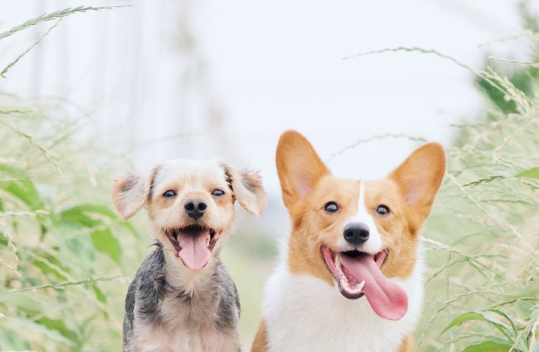 Preventing Home Dog Fights in Tallahassee