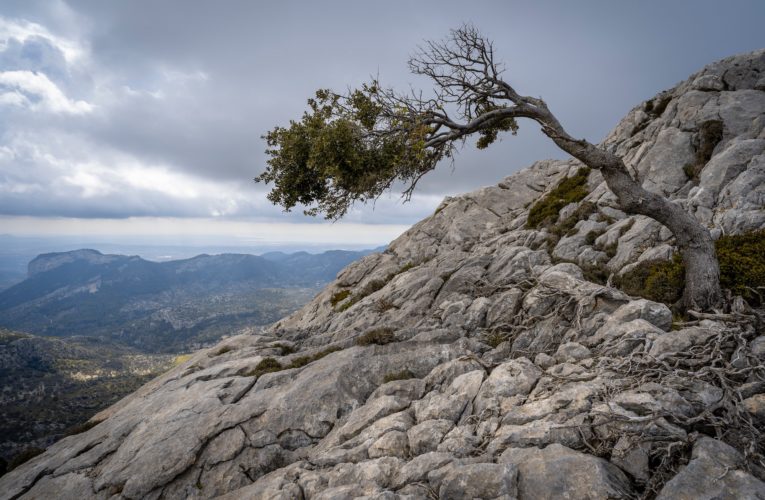 Tallahassee: The Importance of Resilience in Overcoming Trauma